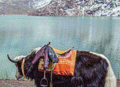 Darjeeling Gangtok Tour