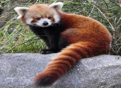 9 Days Neora Valley & Silk Route