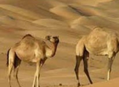 Sultanate Of Oman Tour