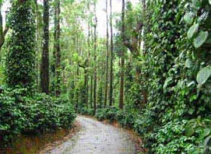 Coorg Plantation Stay Tour
