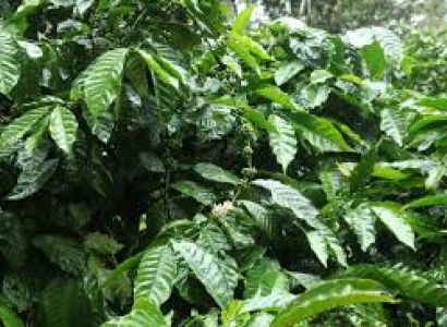 Coorg River Rafting Tour