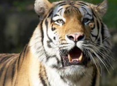 Corbett national park Tour