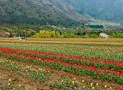 Srinagar -Nubra- Pangong- Leh Tour Package (08 Nights / 09 Days)