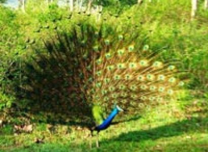 Short Escape to Ooty Tour