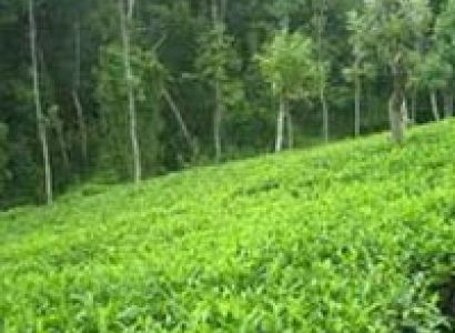 Bandipur and Ooty Tour