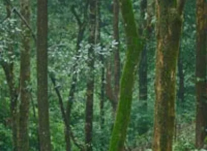 Wayanad & Kabini from Bangalore Tour