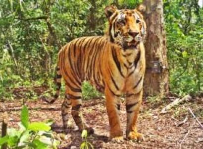 Jim Corbett National Park Tour