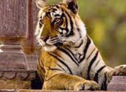 Golden Triangle Tour With Ranthambore 06 Nights / 07 Days