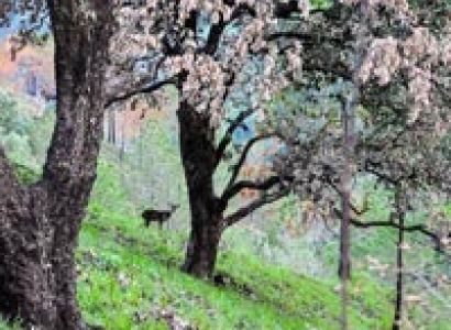 Ecstatic Kasauli(02N/03Days) Tour