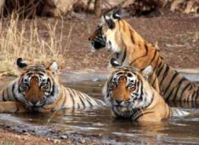 Nainital & Corbett Tour