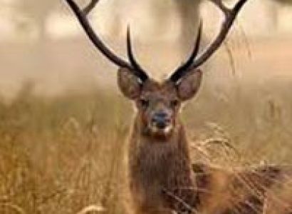 Kanha Bandhavgarh Tour