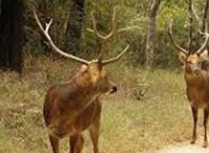 Kanha Bandhavgarh Tour