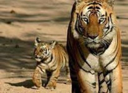 Kanha Nagpur Tour Package