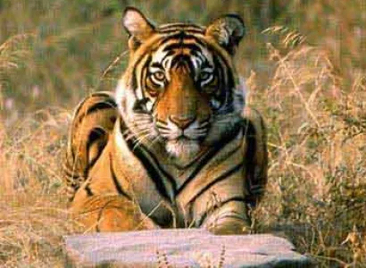Ranthambhore Tour