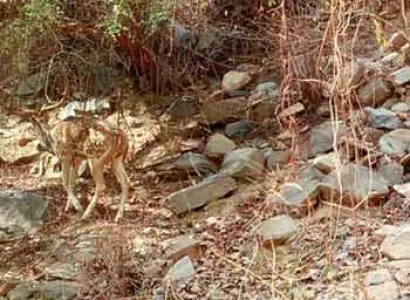 Short Trip to Sariska 1N/2D Tour