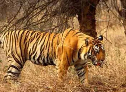 Golden Triangle with Sariska Tiger Reserve Tour