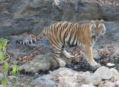 Wildlife Golden Triangle Tour