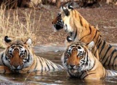 Weekend Sariska Tour Package