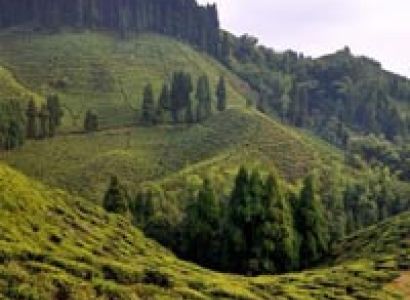 Darjeeling Tea Estate Tour