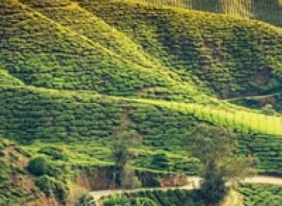 Darjeeling 02 Nights / Gangtok 02 Nights Tour