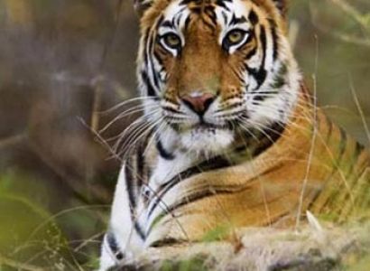 Jim Corbett with Nainital Tour