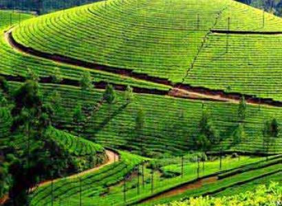 Tour package for Bangalore - Mysore - Ooty - Bangalore