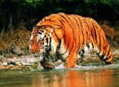 Short Escape to Sundarbans Tour