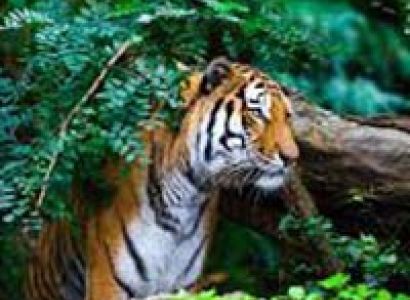 Corbett Wildlife Tour