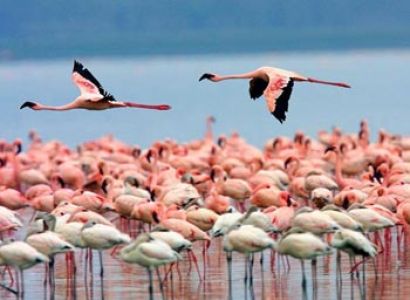 Day Trip - Lake Nakuru National Park Tour