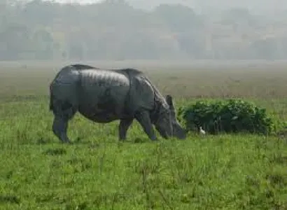 Guwahati(2n), Kaziranga(1n) Package