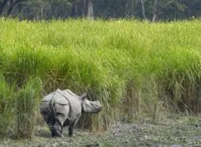 Guwahati, Nameri, Jorhat, Majuli, Kaziranga, Guwahati Tour Package