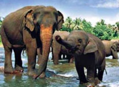 Sri Lanka 2 days Kandy and Nuwara Eliya Tour