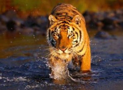 8 Days Golden Triangle with Tigers