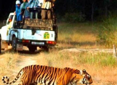 Corbett Wildlife Safari Tour