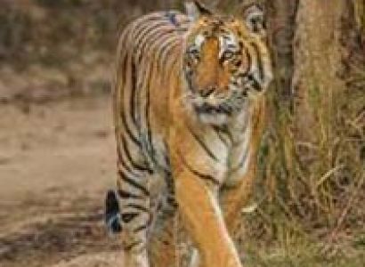 Corbett Nainital Tour