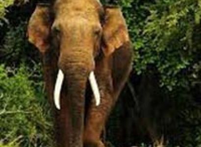 Delightful Coorg with Kabini Tour