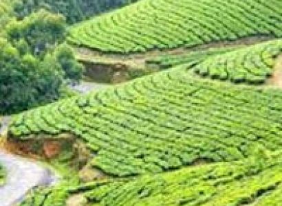 Kerala Honeymoon Package 4 Day