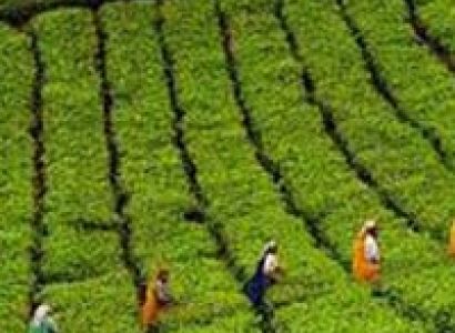 kerala Honeymoon package 5 Days