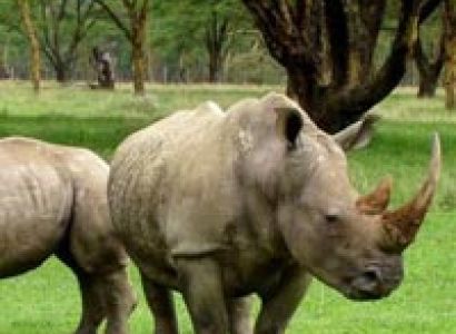 RhinoLand Tour - Assam Tour