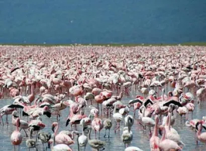Wildlife Tour of Kenya