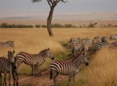 0 3 Days Masai Mara Game Reserve Tour