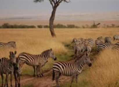 Best of Kenya 4 days Mara/Nakuru Tour