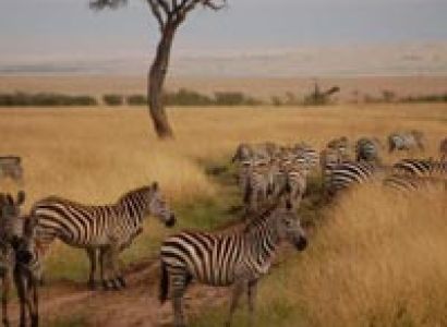 7 days best of kenya mara/nakuru/naivasha and amboseli Tour