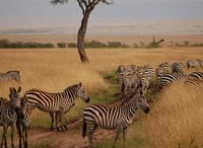 6 days best of kenya Masai Mara/Nakuru/Amboseli Tour