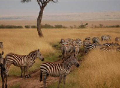 Classic Luxury adventure Kenya - Tanzania Safaris Tour