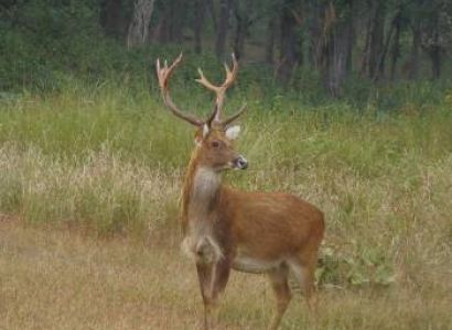 Indian Wildlife Safari Tour