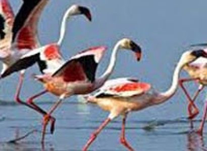 Somnath to Gir National Park Tour