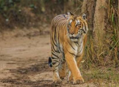 North & Central India Tiger Tour