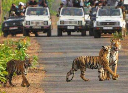 Tigers with Golden Triangle Tour