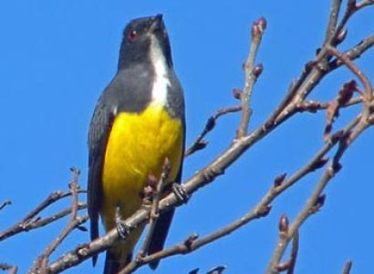 Mt Victoria Hiking and Birding Package